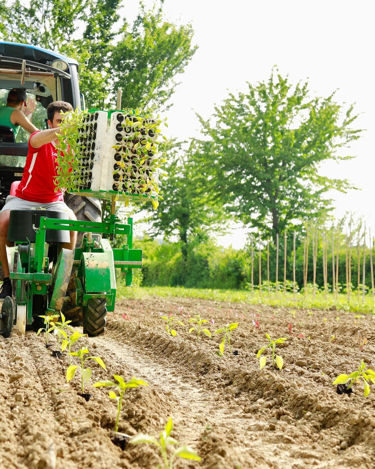 Verdure fresche dell’orto de La Montecchia Green, ingredienti km zero ai Colli Euganei, Padova